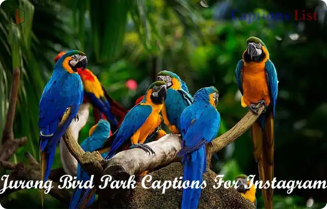 Jurong Bird Park Captions For Instagram