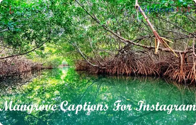 Mangrove Captions For Instagram