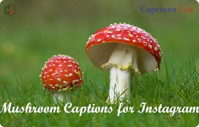 Mushroom Captions for Instagram