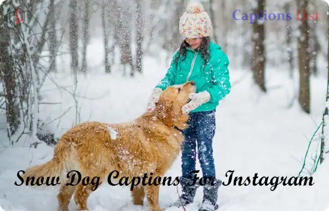Snow Dog Captions For Instagram