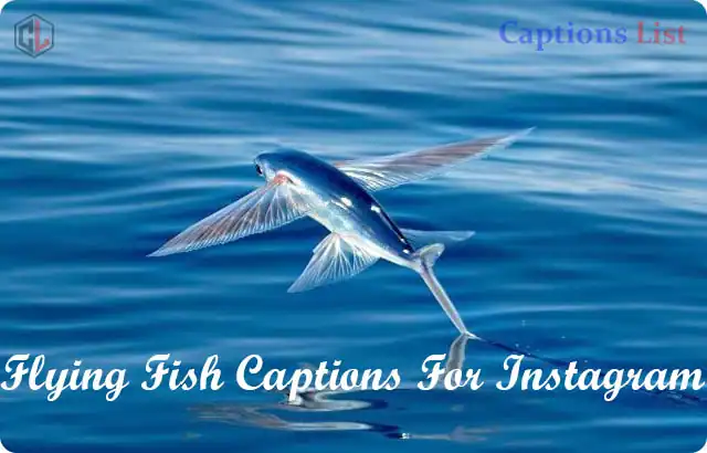 Flying Fish Captions For Instagram