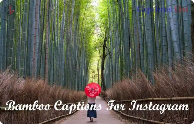 Bamboo Captions For Instagram