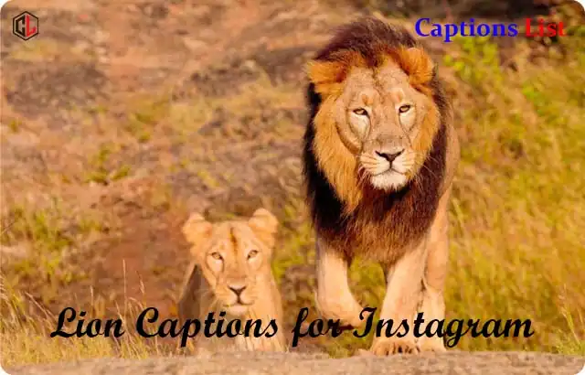 Lion Captions for Instagram