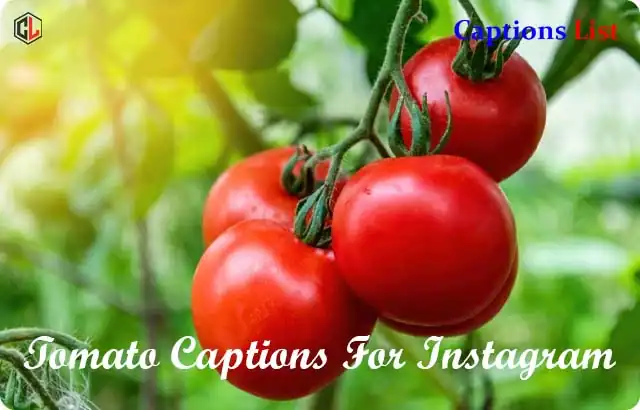 Tomato Captions For Instagram