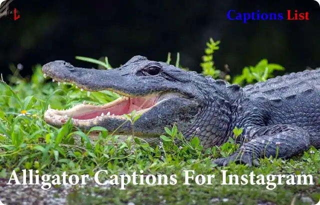 Alligator Captions For Instagram