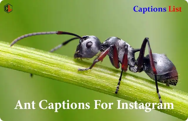 Ant Captions For Instagram