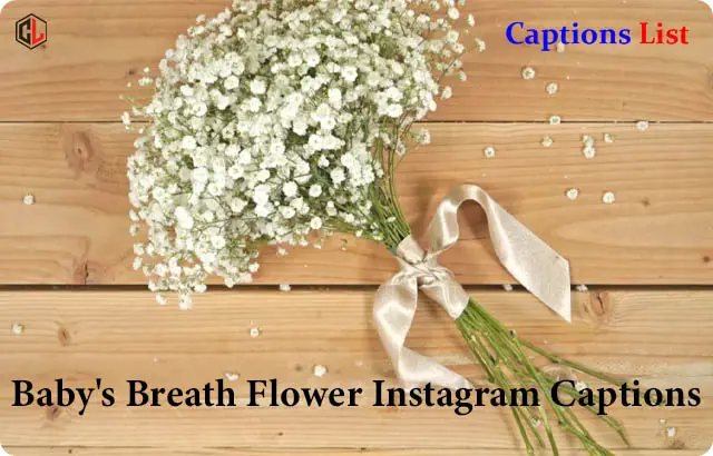 Baby's Breath Flower Instagram Captions