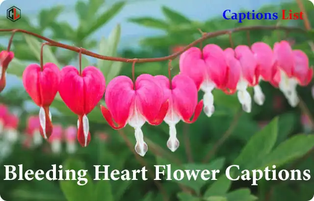 Bleeding Heart Flower Captions