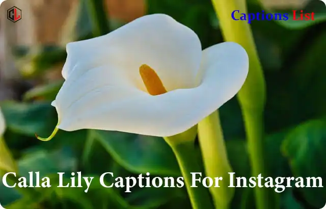 Calla Lily Captions For Instagram