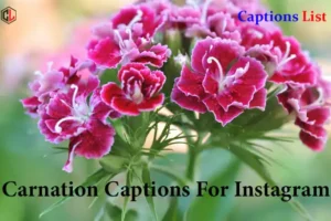 Carnation Captions For Instagram