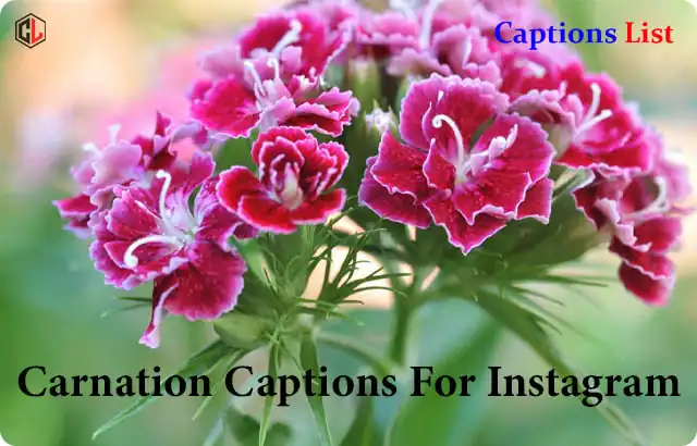 Carnation Captions For Instagram