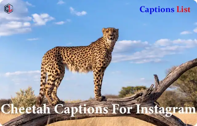 Cheetah Captions For Instagram