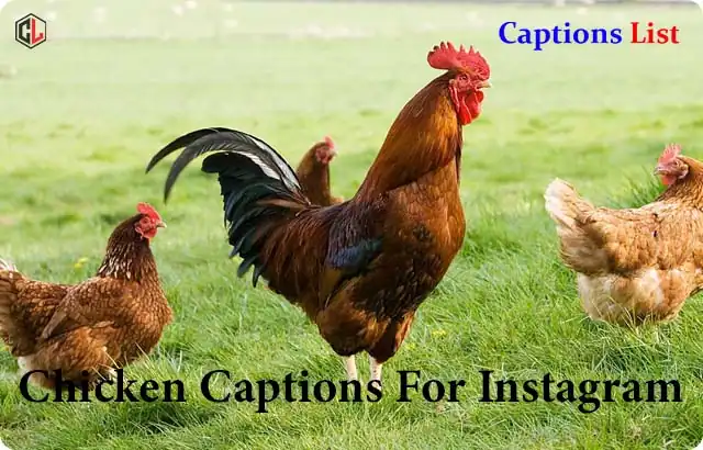 Chicken Captions For Instagram