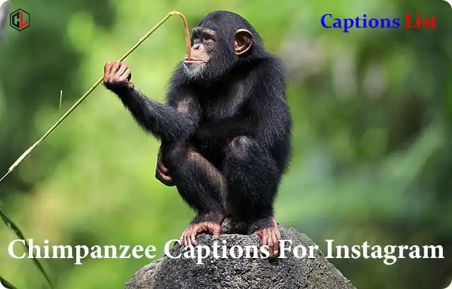 Chimpanzee Captions For Instagram