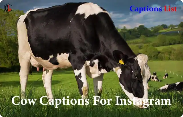 Cow Captions For Instagram