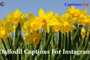 Daffodil Captions For Instagram