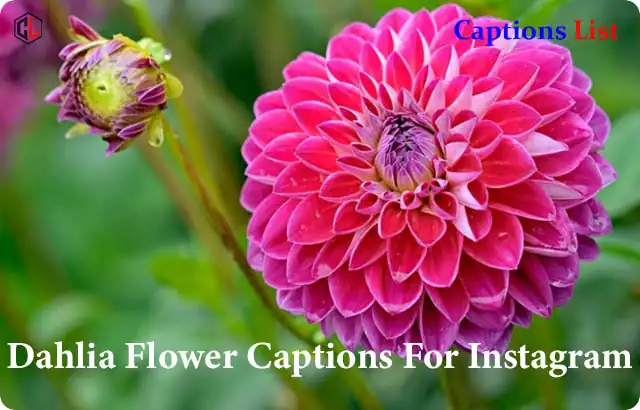 Dahlia Flower Captions For Instagram
