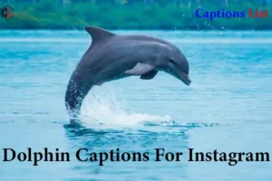 Dolphin Captions For Instagram