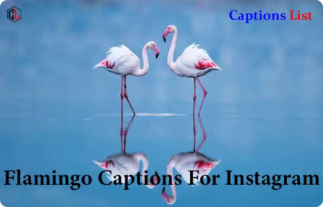 Flamingo Captions For Instagram