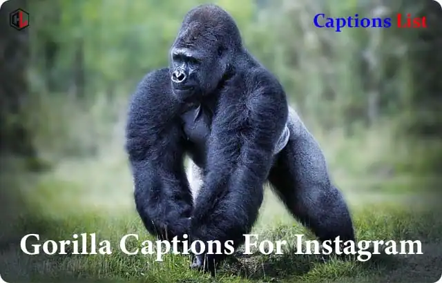 Gorilla Captions For Instagram