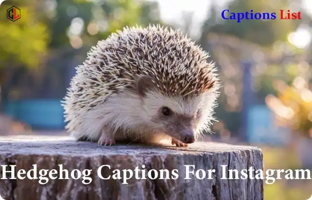 Hedgehog Captions For Instagram
