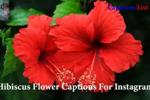 Hibiscus Flower Captions For Instagram