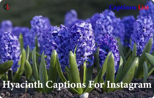 Hyacinth Captions For Instagram
