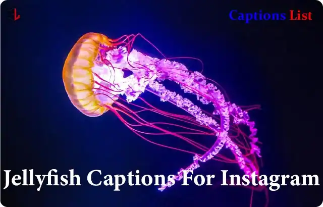 Jellyfish Captions For Instagram