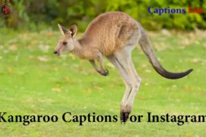 Kangaroo Captions For Instagram