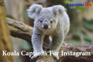 Koala Captions For Instagram