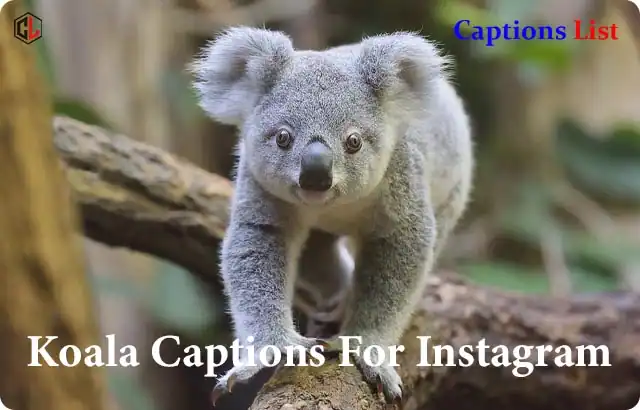 Koala Captions For Instagram