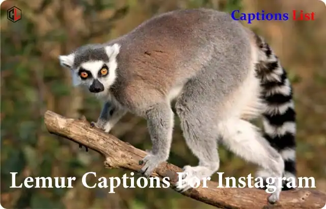Lemur Captions For Instagram