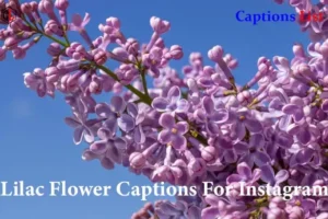 Lilac Flower Captions For Instagram