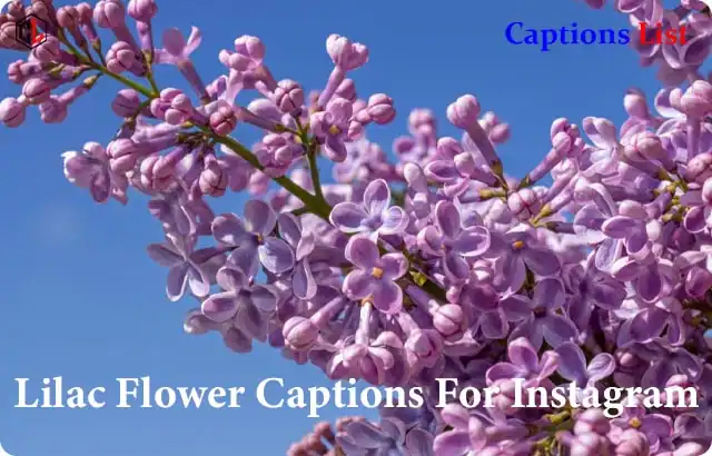 Lilac Flower Captions For Instagram