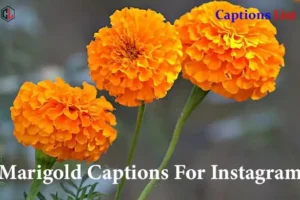 Marigold Captions For Instagram