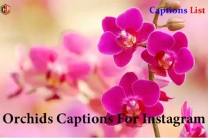 Orchids Captions For Instagram