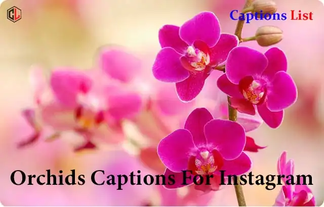 Orchids Captions For Instagram