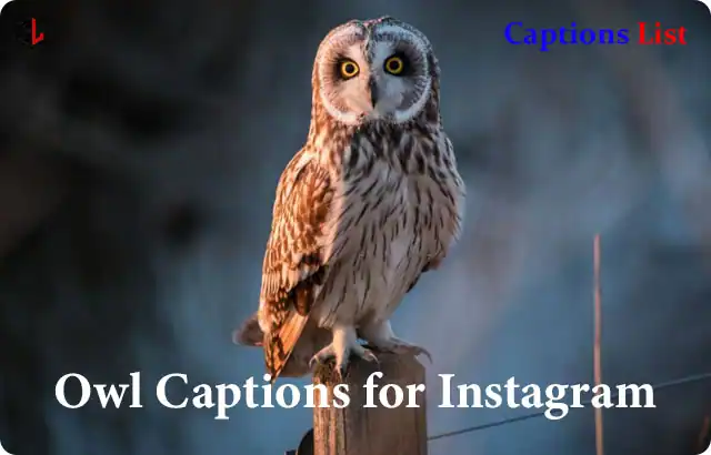 Owl Captions for Instagram