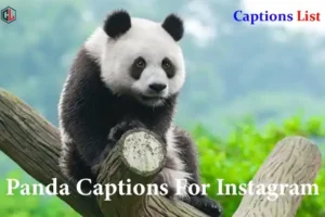 Panda Captions For Instagram