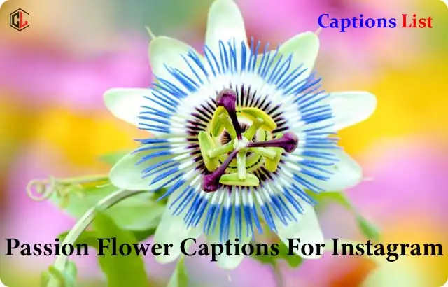 Passion Flower Captions For Instagram