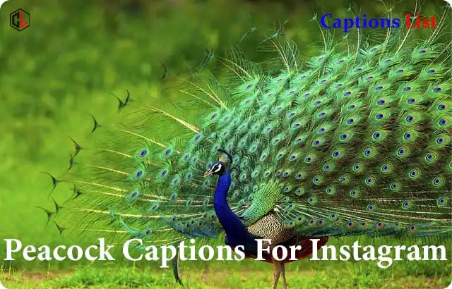 Peacock Captions For Instagram