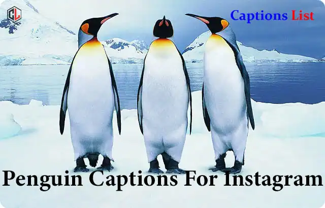 Penguin Captions For Instagram