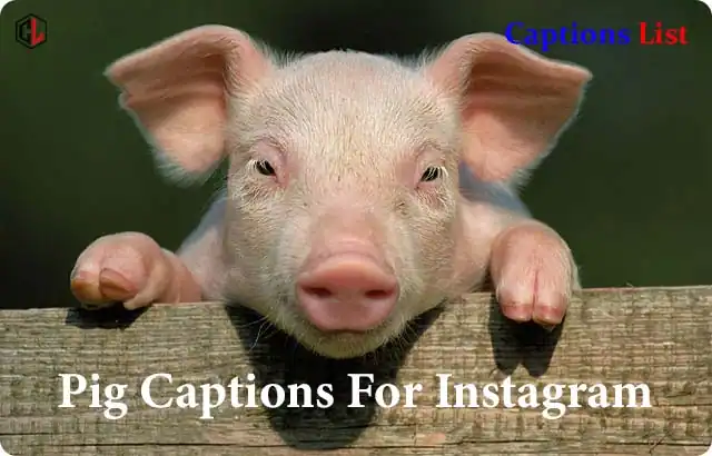 Pig Captions For Instagram