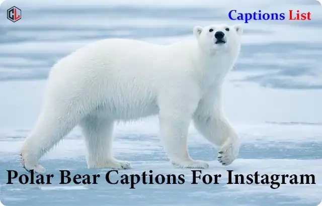 Polar Bear Captions For Instagram