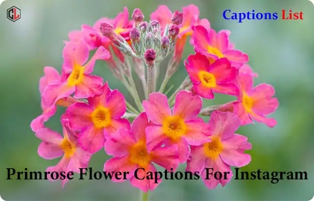 Primrose Flower Captions For Instagram