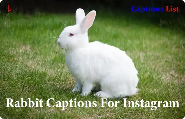 Rabbit Captions For Instagram