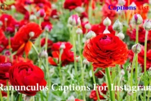 Ranunculus Captions For Instagram