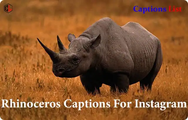 Rhinoceros Captions For Instagram
