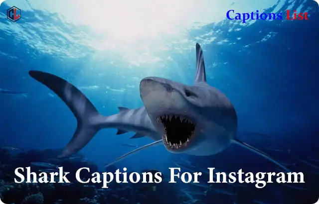 Shark Captions For Instagram