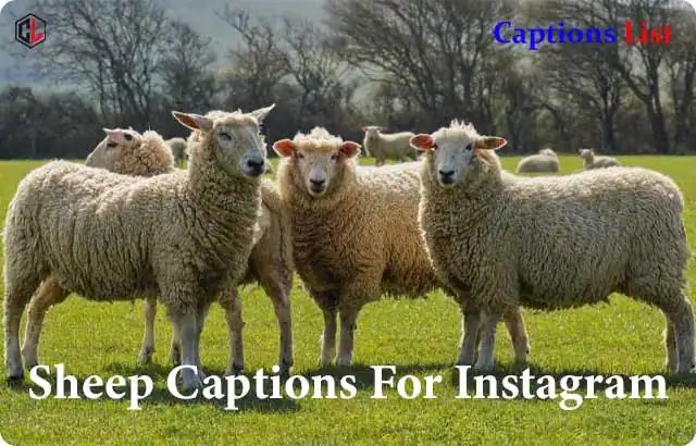 Sheep Captions For Instagram